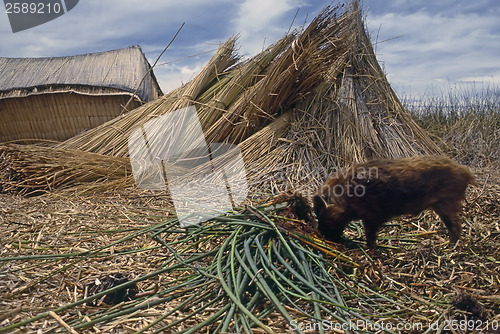 Image of Lake Titicaca