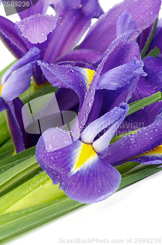 Image of Purple Iris