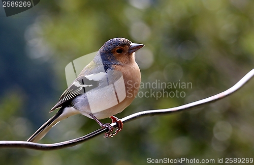 Image of Chaffinch