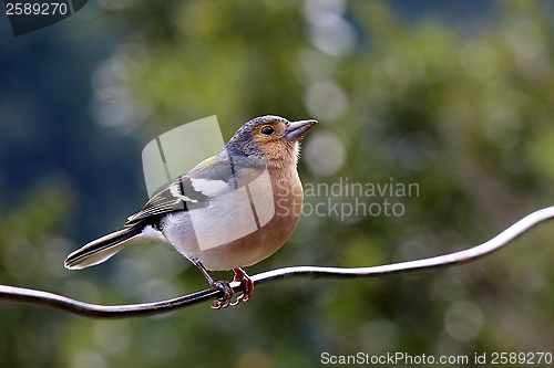 Image of Finch