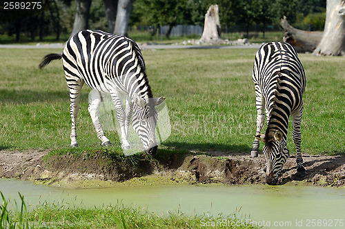 Image of Zebras are dirnking water