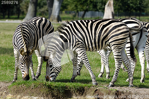 Image of Group of zebras