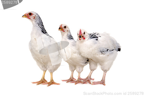 Image of Chickens on white background