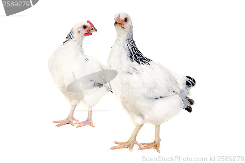 Image of Chickens on white background