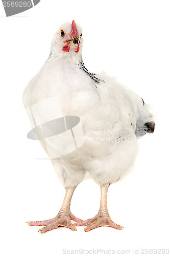 Image of Hen on white background