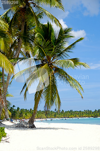 Image of Caribbean beach with palm and white sand