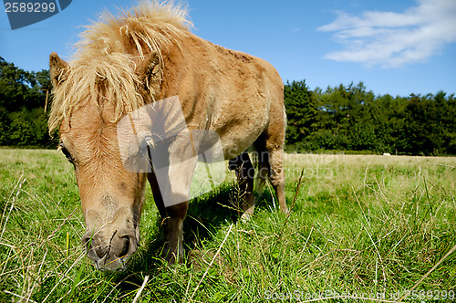 Image of Foal is eating grass