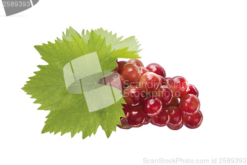 Image of Ripe grapes with leaf