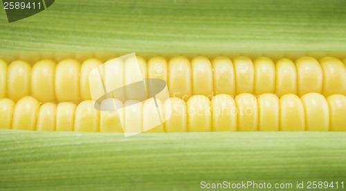 Image of Corn