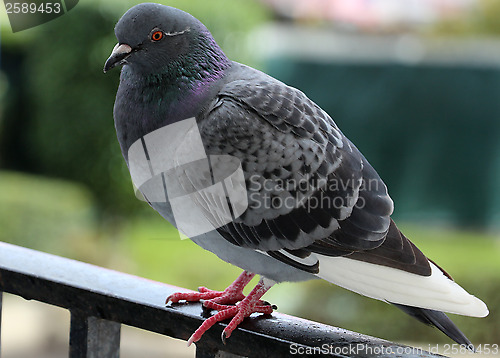 Image of Pigeon