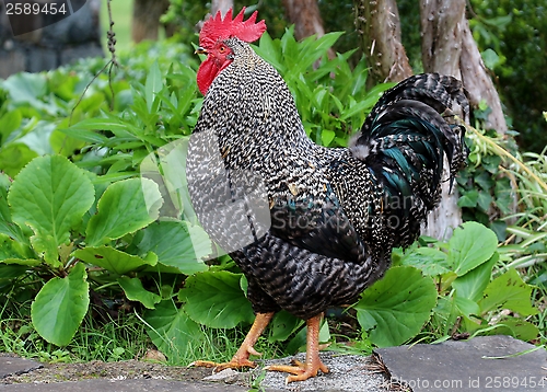 Image of Proud cock