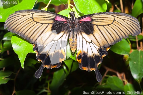 Image of Butterfly