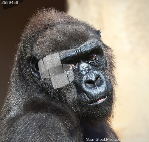 Image of Gorilla