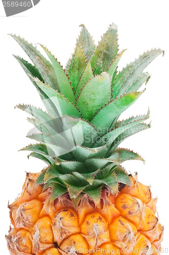 Image of Pineapple