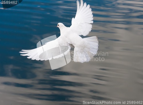 Image of White pigeon