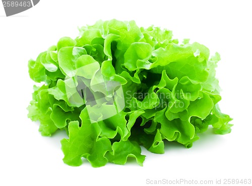 Image of Lettuce