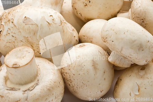 Image of Champignon mushrooms