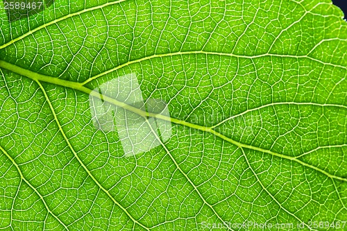 Image of Green leaf