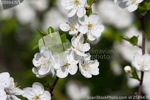 Image of Apple flowers