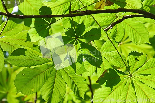 Image of Green Leaves
