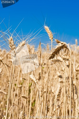 Image of Wheat field