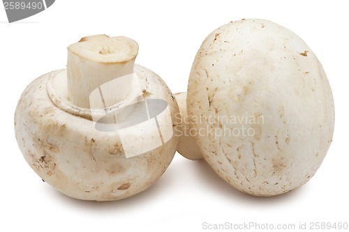 Image of Champignon mushrooms