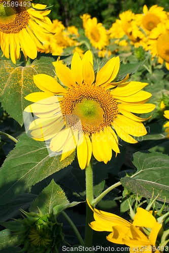 Image of Sunflower
