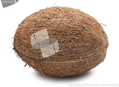 Image of Coconut