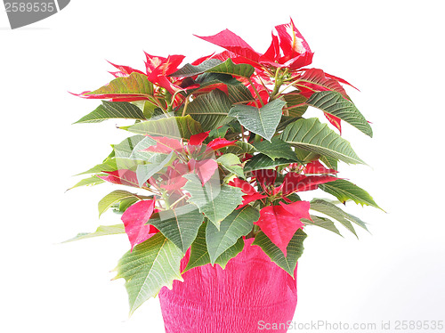 Image of Poinsettia