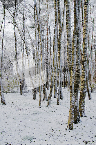 Image of Autumn park after a snow storm