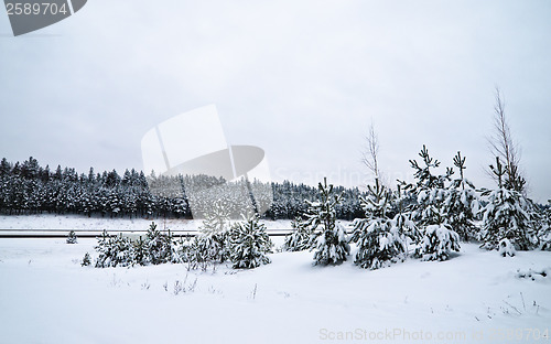 Image of Winter landscape in the forest snowbound