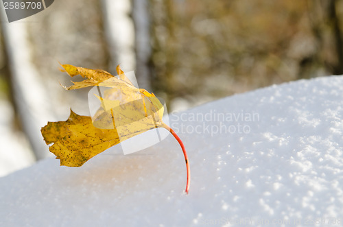 Image of Yellow maple leaf on snow, close-up 