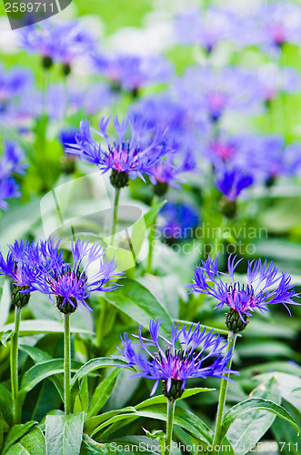 Image of Beautiful cornflowers in the meadow, close-up