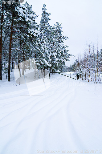 Image of Winter landscape in the forest snowbound