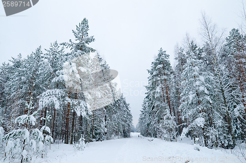 Image of Winter landscape in the forest snowbound