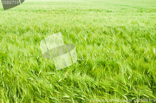 Image of young wheat on farm land 