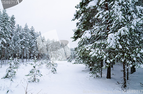 Image of Winter landscape in the forest snowbound