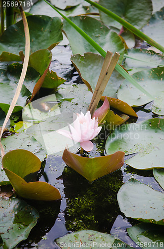 Image of Water lilies flower in the pond  