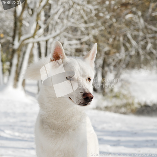 Image of Portrait of an husky dog in Winter, Close-up 