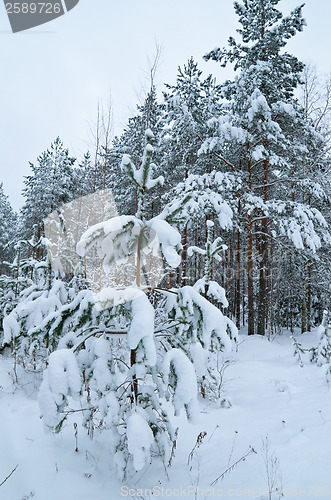 Image of Winter landscape in the forest snowbound