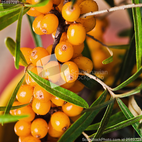 Image of Buckthorn branch with berries, close-up