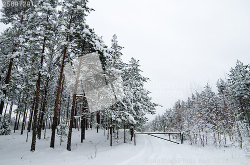 Image of Winter landscape in the forest snowbound