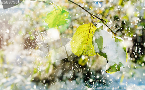 Image of Snow falls on the leaves of the trees lit by sunlight