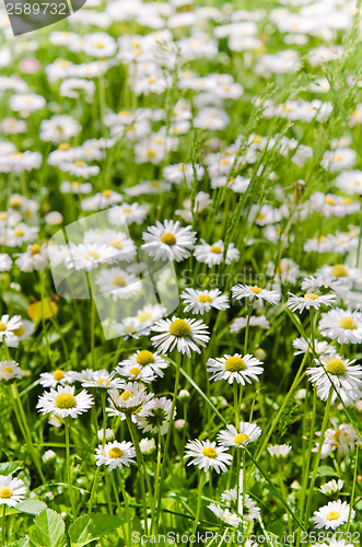 Image of Glade beautiful little daisy, close-up