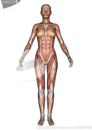 Image of Female Anatomy Figure