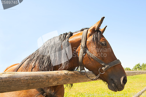 Image of Horse