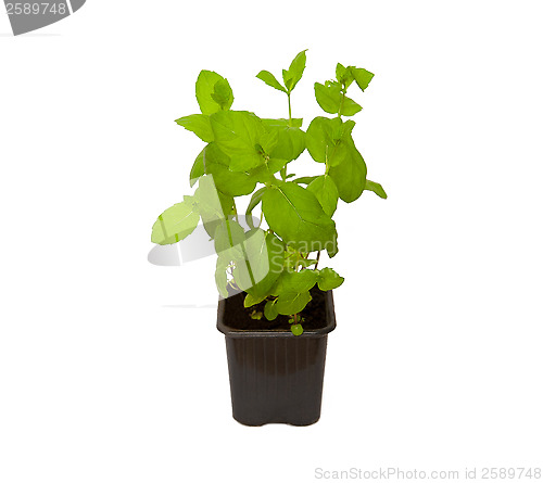 Image of Mint