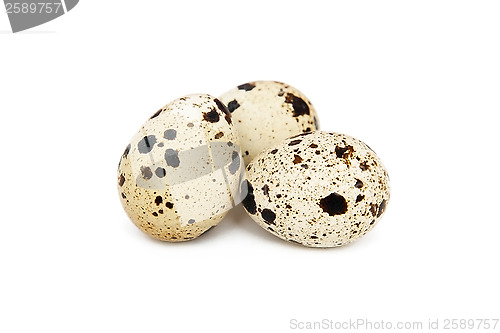 Image of Quail eggs