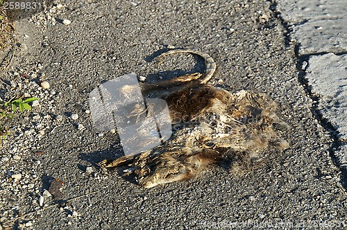 Image of dead opossum side of road