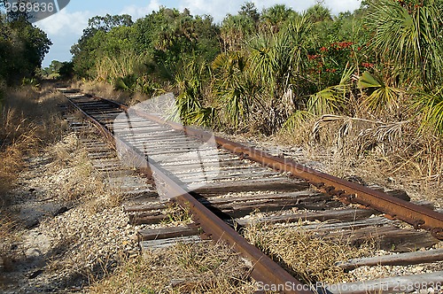 Image of Railroad tracks in florida wilderness